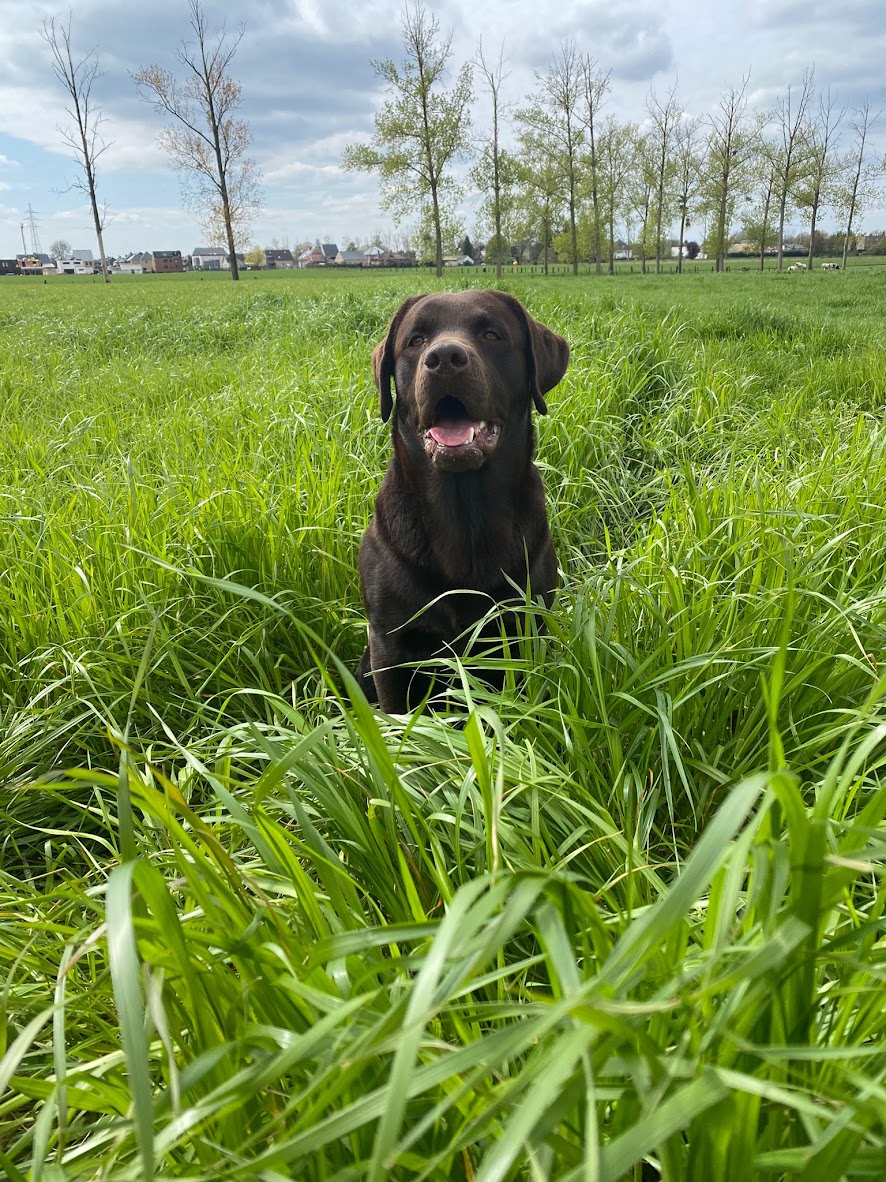 Moorings Hill - Labradors