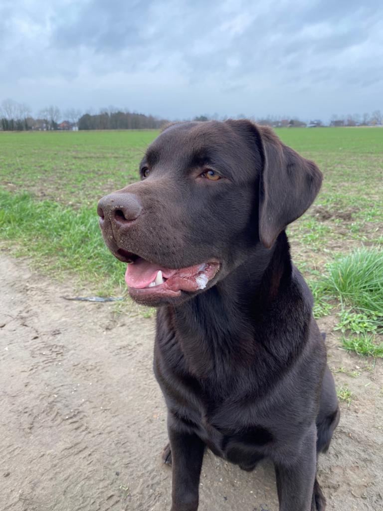Moorings Hill - Labradors